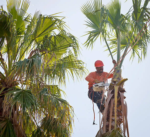 Kinsey, AL Tree Service Company